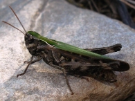 Chorthippus brunneus -fase verde-