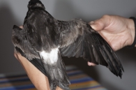 Primera observación registrada de Paiño Boreal en Navarra