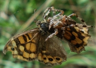 Araneus diadematus -con mariposa capturada-