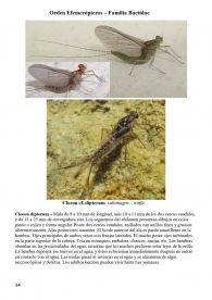 Cloeon dipterum
