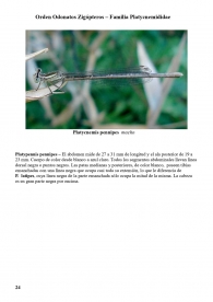 Platycnemis pennipes