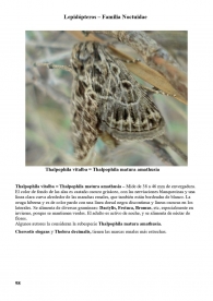 Thalpophila vitalba