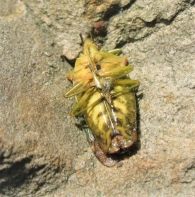 Acanthosoma haemorrhoidale (Linnaeus 1758)- Chinche del  Crataegus.
