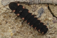 Lampyris noctiluca -larva-