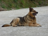 Canis lupus familiaris, Perro doméstico, raza "Pastor alemán".