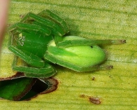 Micrommata virescens -hembra-