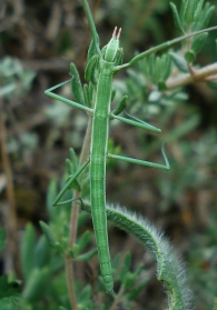 Leptynia=Pijnackeria hispanica