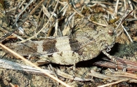 Oedipoda caerulescens -camuflado-