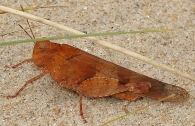 Oedipoda caerulescens -hembra rojiza-