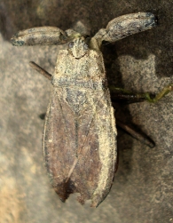 Nepa cinerea