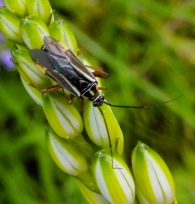Hadrodemus m-flavum (Goeze 1778).