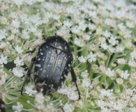 Oxythyrea funesta (Poda 1761), Escarabajo del sudario 2