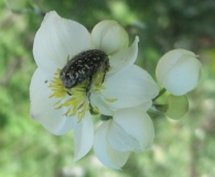Oxythyrea funesta (Poda, 1761), Escarabajo del sudario