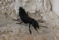 Ocypus olens (Müller, 1764). Escarabajo errante.