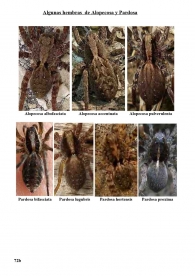 Hembras de Alopecosa y Pardosa