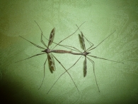 Tipula (Acutipula) maxima