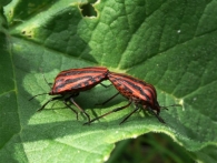 Graphosoma lineatum