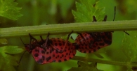 Graphosoma lineatum subsp. italicum (Müller 1766), Chinche rayada italiana.