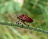 Graphosoma lineatum