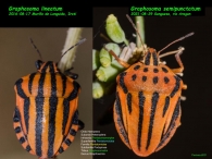 Graphosoma semipunctatum 2