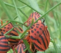 Graphosoma semipunctatum (Fabricius 1775).  Chinche punteada.