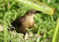 Aves y otros de la pen�nsula del Yucat�n, M�xico 7