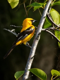 Aves y otros de la península del Yucatán, México 3