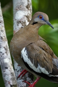 Aves y otros de la península del Yucatán, México 2