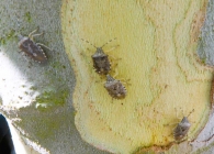 Rhaphigaster nebulosa (Poda 1761). Chinche hedionda de escudo moteado.