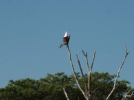 águila pescadora africana (Haliaeetus vocifer)