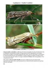 Chrysocrambus craterella