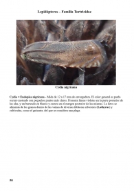 Cydia nigricana