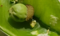 Cydia nigricana. Polilla del Guisante. Oruga. 4