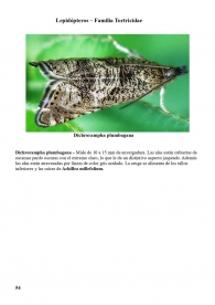 Dichrorampha plumbagana