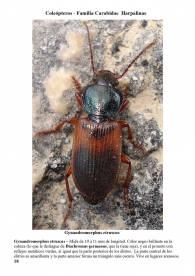 Gynandromorphus etruscus
