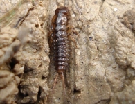 Nebria cf. brevicollis -larva- 3