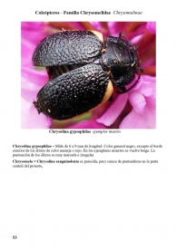 Chrysolina gypsophilae