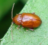 Neocrepidodera transversa