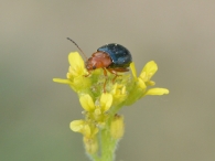 Podagrica fuscicornis