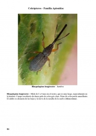 Rhopalapion longirostre