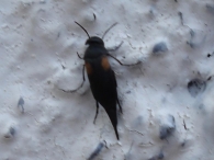 Mordellidae