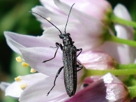 Oedemera tristis -hembra-