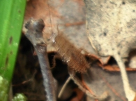 Ectobius pallidus (lividus) - ninfa hembra-
