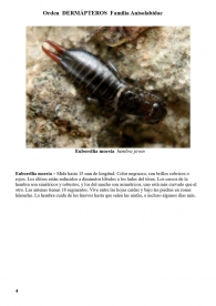 Euborellia moesta