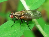 Hydrophoria lancifer -hembra-