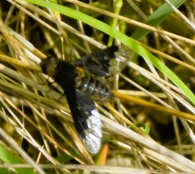 Hemipenthes morio (Linnaeus 1758).