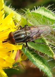 Stomorhina lunata - macho- 3