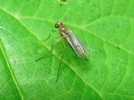 Sciapus platypterus  -hembra-