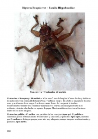 Stenepteryx hirundinis