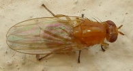 Sapromyza sp. 2